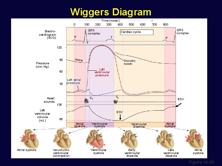 Wiggers Diagram 0 100 200 Time (msec) 300 400 QRS complex Electrocardiogram (ECG) P