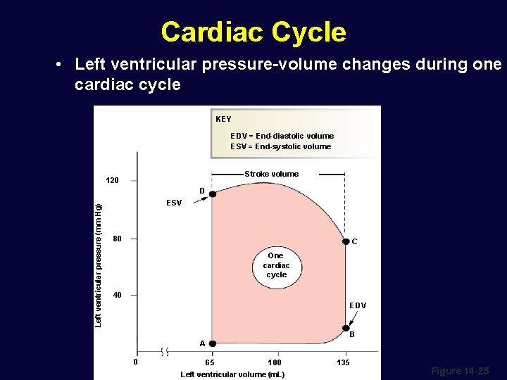 Cardiac Cycle • Left ventricular pressure-volume changes during one cardiac cycle KEY EDV =