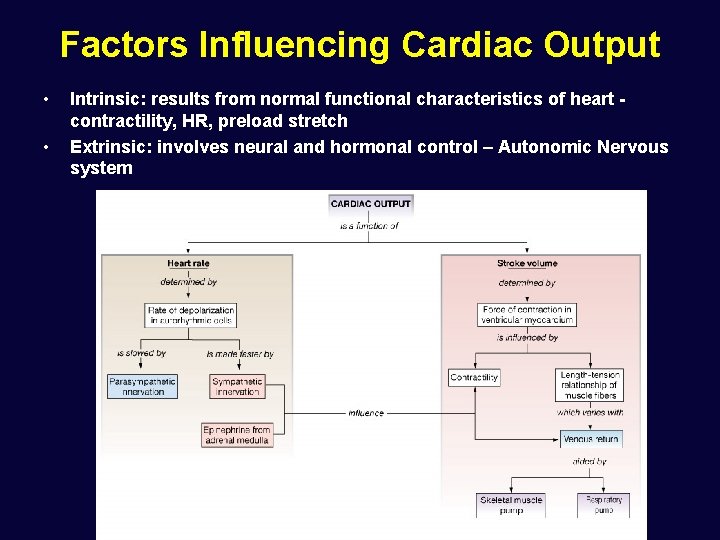 Factors Influencing Cardiac Output • • Intrinsic: results from normal functional characteristics of heart