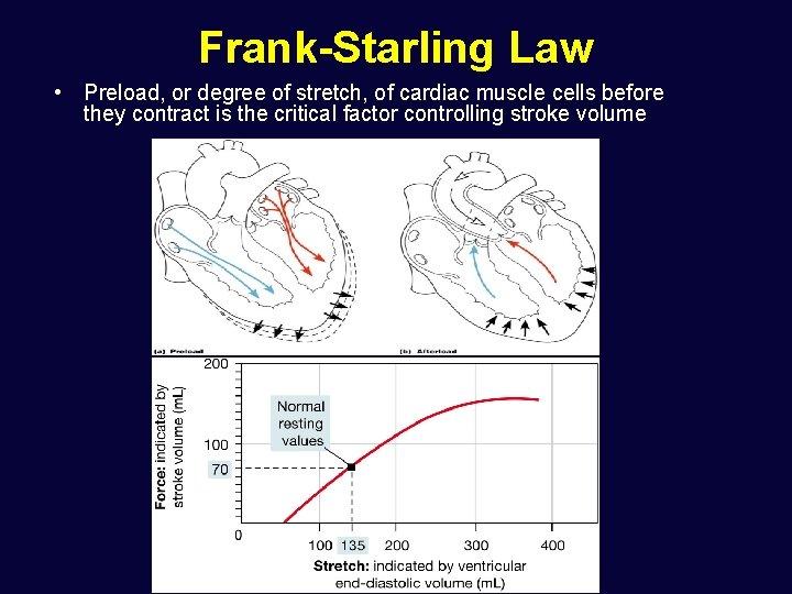 Frank-Starling Law • Preload, or degree of stretch, of cardiac muscle cells before they