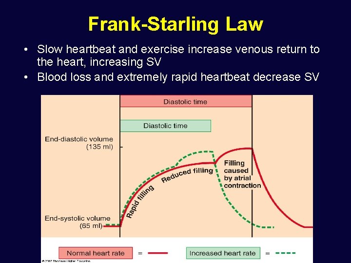 Frank-Starling Law • Slow heartbeat and exercise increase venous return to the heart, increasing