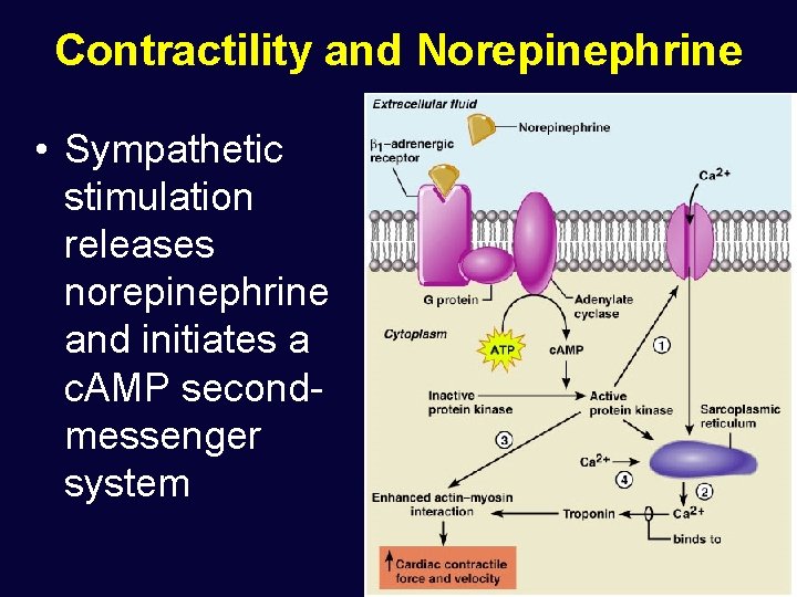 Contractility and Norepinephrine • Sympathetic stimulation releases norepinephrine and initiates a c. AMP secondmessenger
