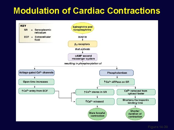 Modulation of Cardiac Contractions Figure 14 -30 