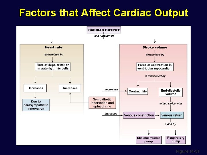 Factors that Affect Cardiac Output Figure 14 -31 