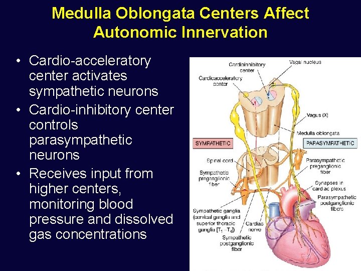 Medulla Oblongata Centers Affect Autonomic Innervation • Cardio-acceleratory center activates sympathetic neurons • Cardio-inhibitory