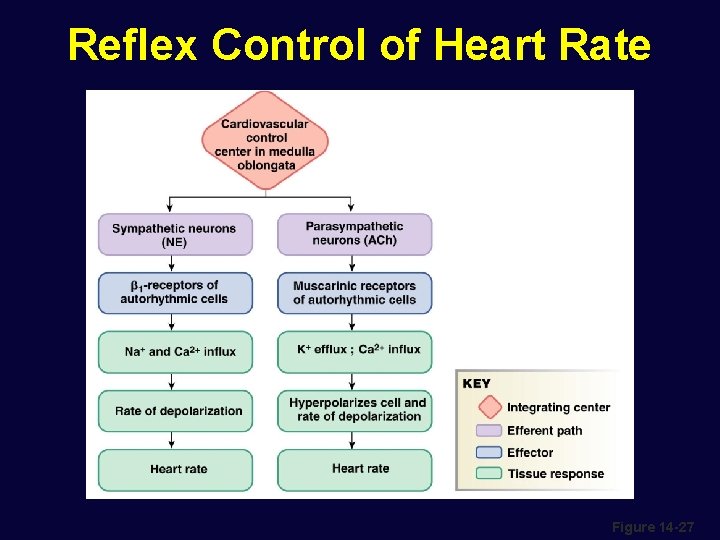 Reflex Control of Heart Rate Figure 14 -27 