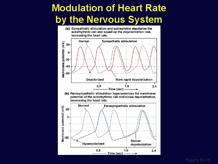 Modulation of Heart Rate by the Nervous System Figure 14 -16 