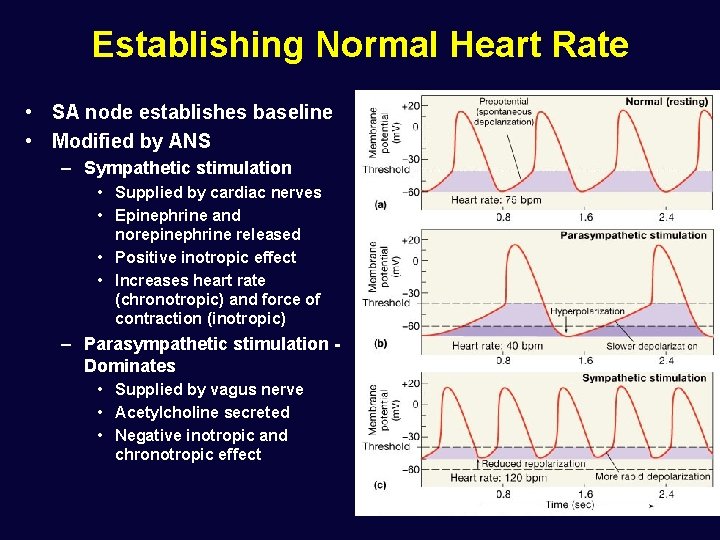 Establishing Normal Heart Rate • SA node establishes baseline • Modified by ANS –