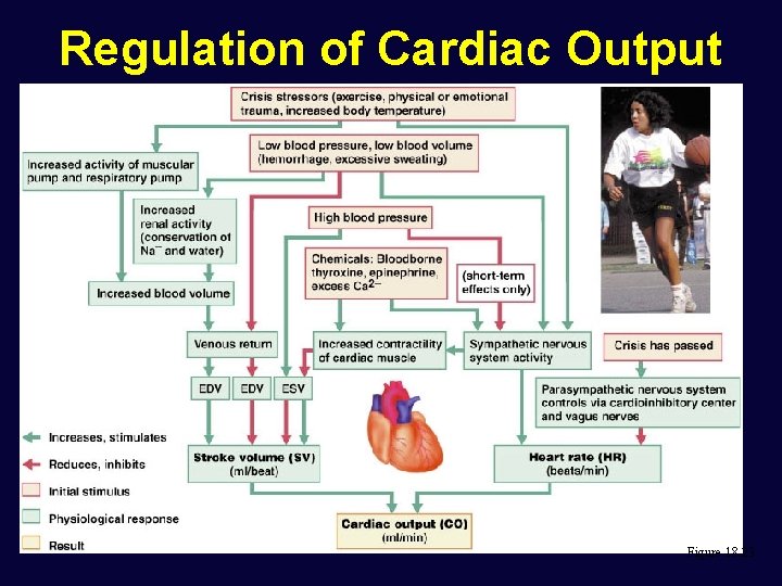 Regulation of Cardiac Output Figure 18. 23 