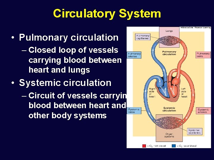 Circulatory System • Pulmonary circulation – Closed loop of vessels carrying blood between heart