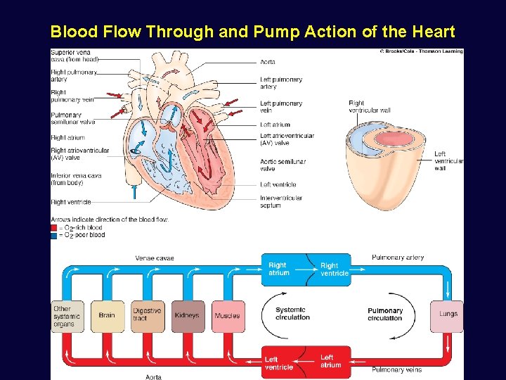Blood Flow Through and Pump Action of the Heart 