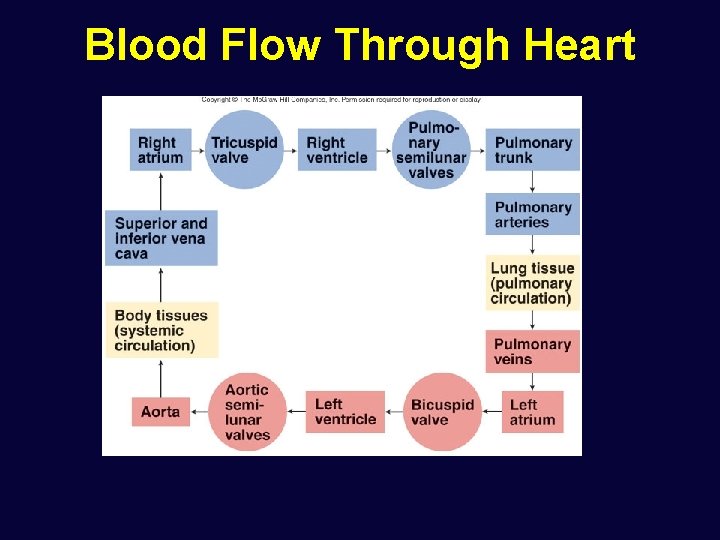 Blood Flow Through Heart 