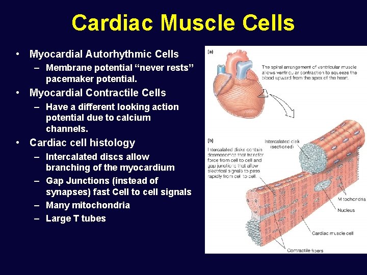 Cardiac Muscle Cells • Myocardial Autorhythmic Cells – Membrane potential “never rests” pacemaker potential.