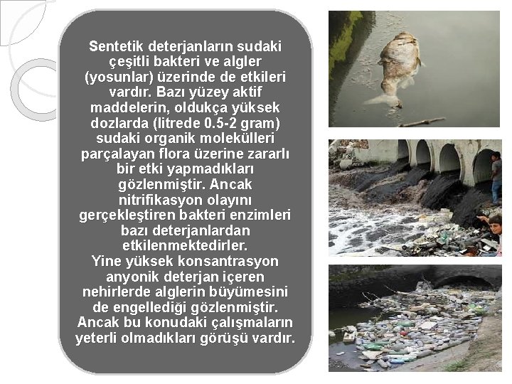 Sentetik deterjanların sudaki çeşitli bakteri ve algler (yosunlar) üzerinde de etkileri vardır. Bazı yüzey