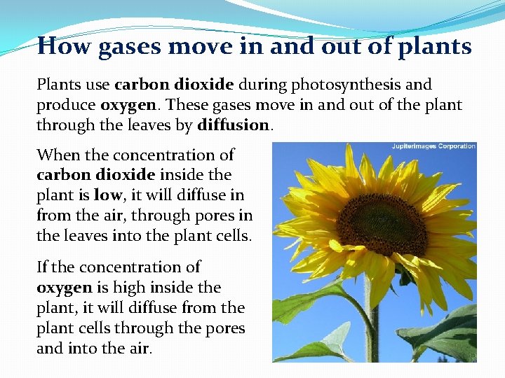 How gases move in and out of plants Plants use carbon dioxide during photosynthesis