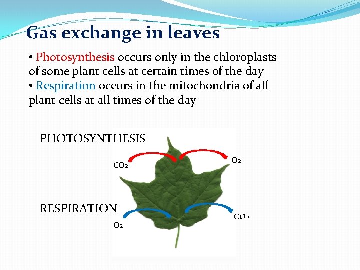 Gas exchange in leaves • Photosynthesis occurs only in the chloroplasts of some plant