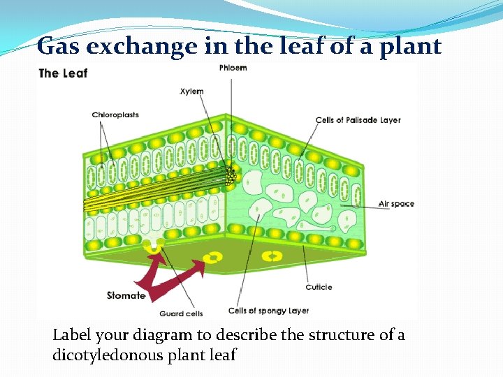 Gas exchange in the leaf of a plant Label your diagram to describe the