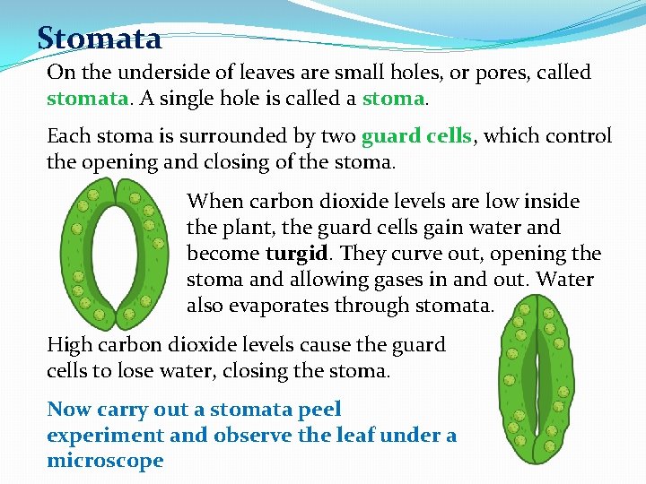 Stomata On the underside of leaves are small holes, or pores, called stomata. A