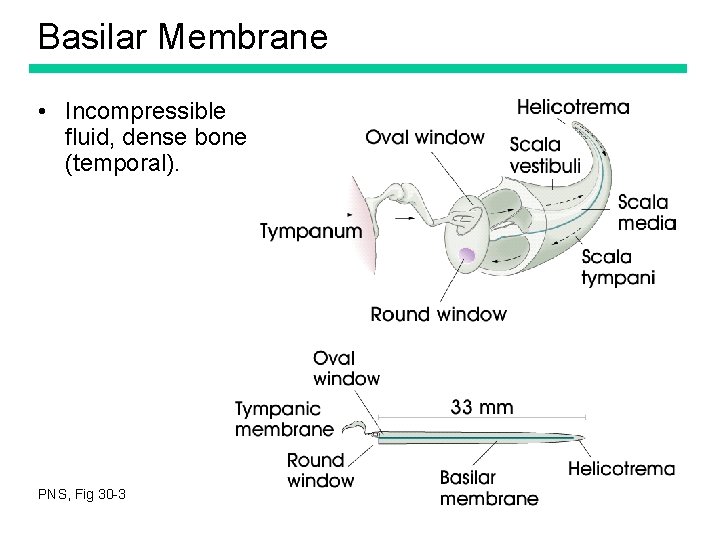 Basilar Membrane • Incompressible fluid, dense bone (temporal). PNS, Fig 30 -3 