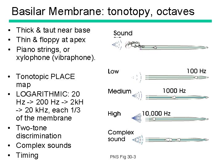 Basilar Membrane: tonotopy, octaves • Thick & taut near base • Thin & floppy