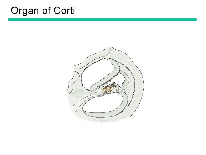 Organ of Corti 