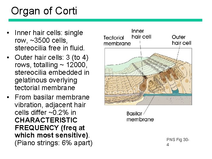 Organ of Corti • Inner hair cells: single row, ~3500 cells, stereocilia free in