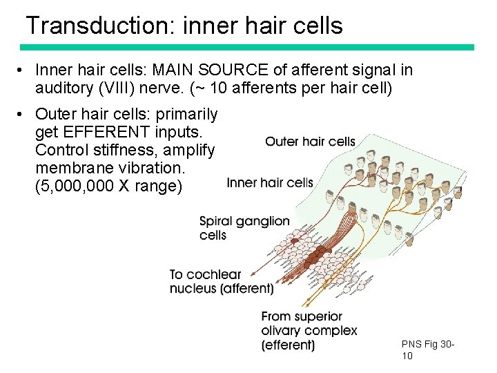 Transduction: inner hair cells • Inner hair cells: MAIN SOURCE of afferent signal in