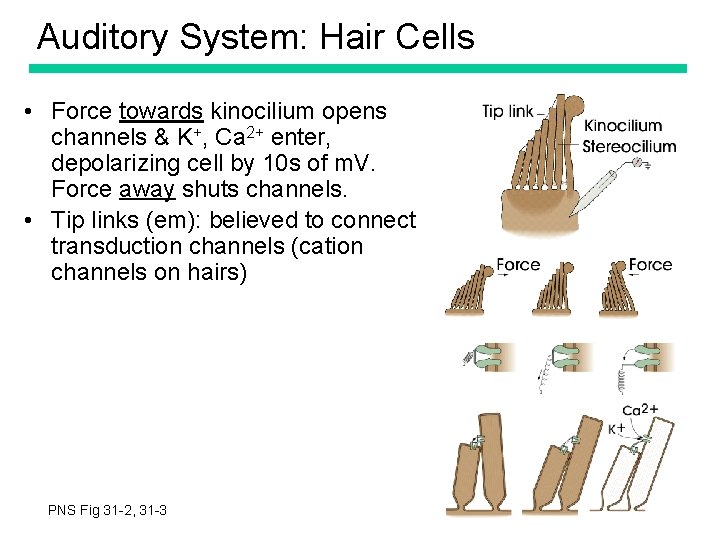 Auditory System: Hair Cells • Force towards kinocilium opens channels & K+, Ca 2+