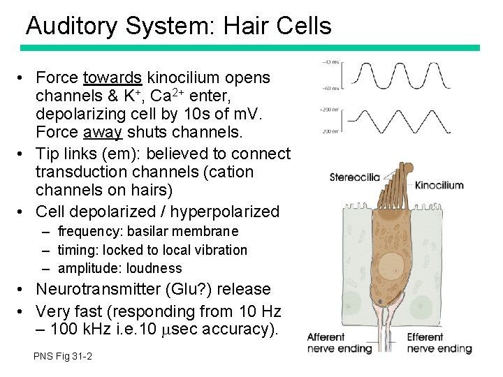 Auditory System: Hair Cells • Force towards kinocilium opens channels & K+, Ca 2+