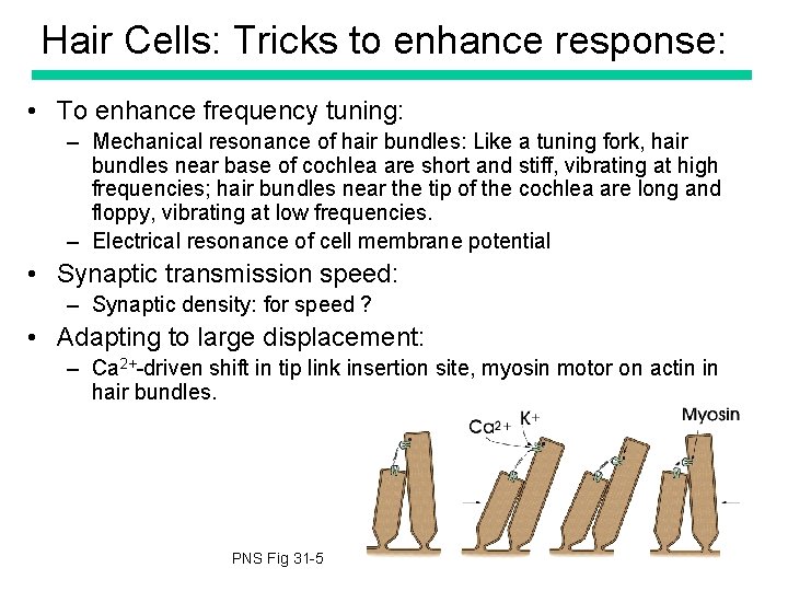 Hair Cells: Tricks to enhance response: • To enhance frequency tuning: – Mechanical resonance