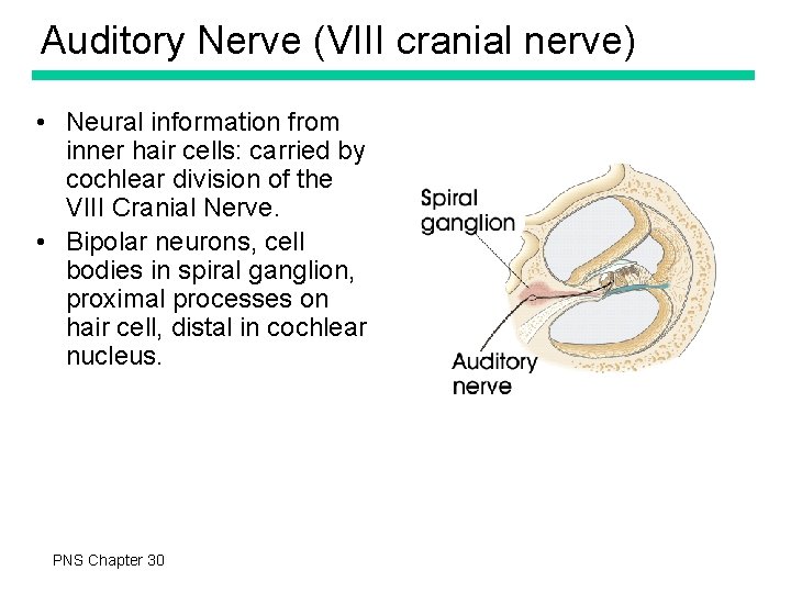 Auditory Nerve (VIII cranial nerve) • Neural information from inner hair cells: carried by