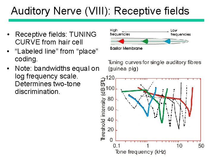 Auditory Nerve (VIII): Receptive fields • Receptive fields: TUNING CURVE from hair cell •