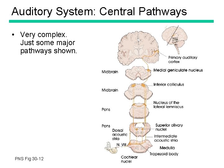 Auditory System: Central Pathways • Very complex. Just some major pathways shown. PNS Fig