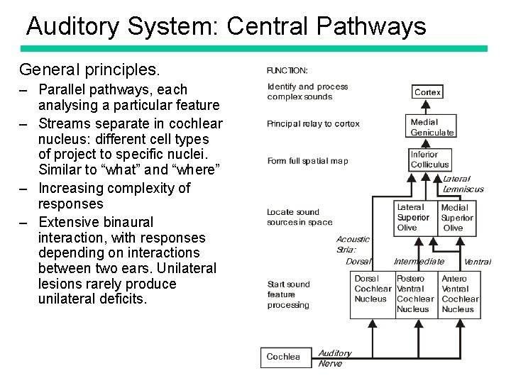 Auditory System: Central Pathways General principles. – Parallel pathways, each analysing a particular feature