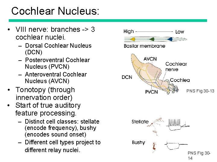 Cochlear Nucleus: • VIII nerve: branches -> 3 cochlear nuclei. – Dorsal Cochlear Nucleus