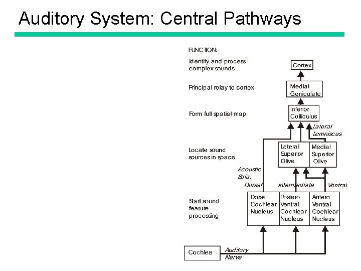 Auditory System: Central Pathways 