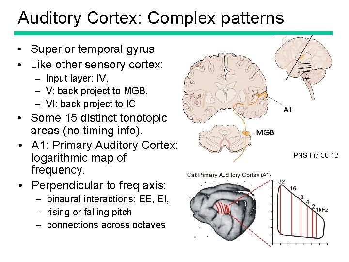 Auditory Cortex: Complex patterns • Superior temporal gyrus • Like other sensory cortex: –