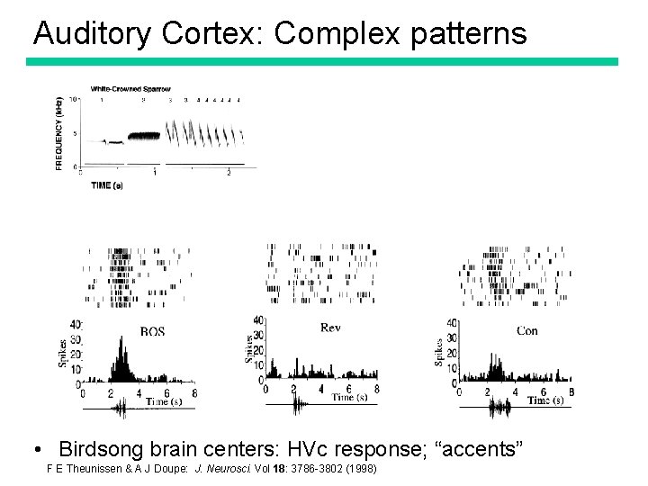 Auditory Cortex: Complex patterns • Birdsong brain centers: HVc response; “accents” F E Theunissen