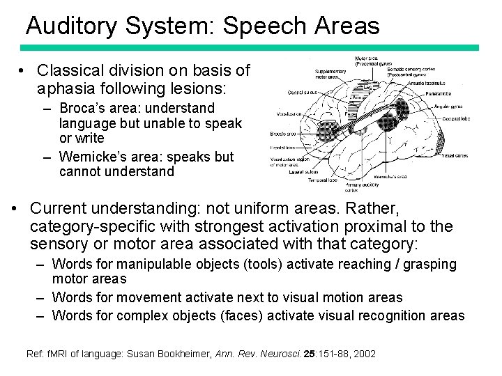 Auditory System: Speech Areas • Classical division on basis of aphasia following lesions: –