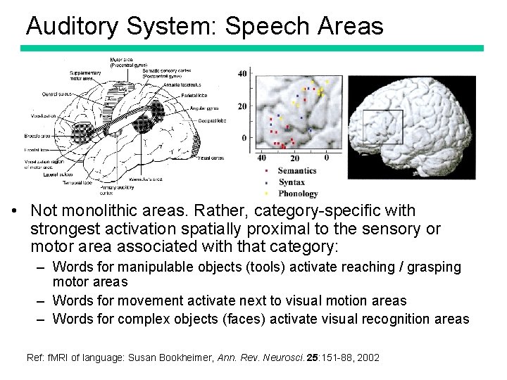 Auditory System: Speech Areas • Not monolithic areas. Rather, category-specific with strongest activation spatially