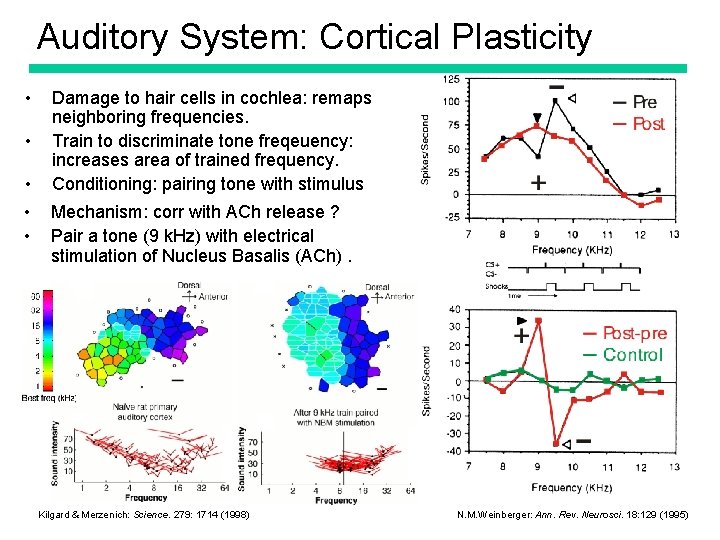 Auditory System: Cortical Plasticity • • • Damage to hair cells in cochlea: remaps