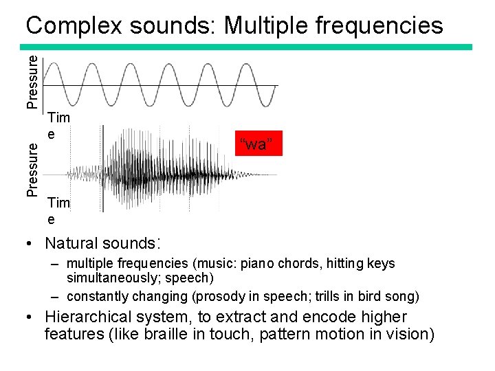 Pressure Complex sounds: Multiple frequencies Pressure Tim e “wa” Tim e • Natural sounds: