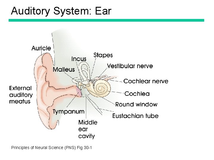 Auditory System: Ear Principles of Neural Science (PNS) Fig 30 -1 