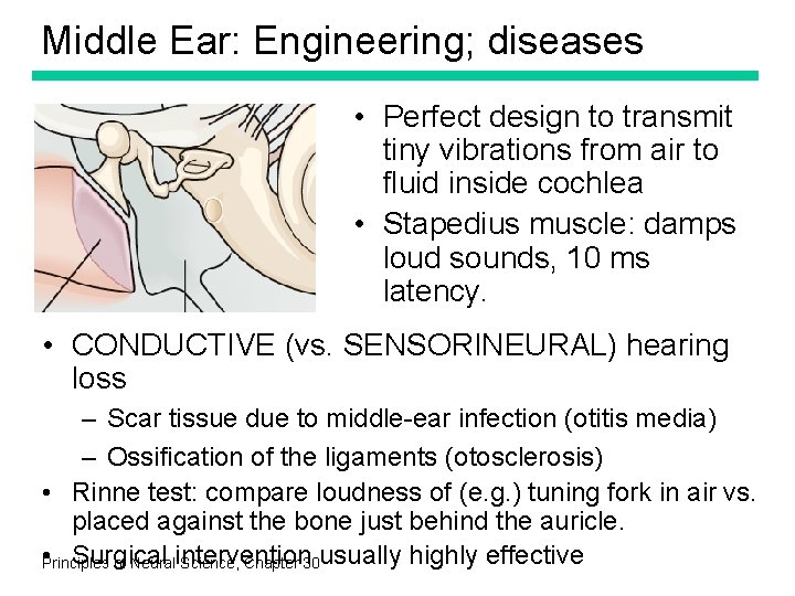 Middle Ear: Engineering; diseases • Perfect design to transmit tiny vibrations from air to