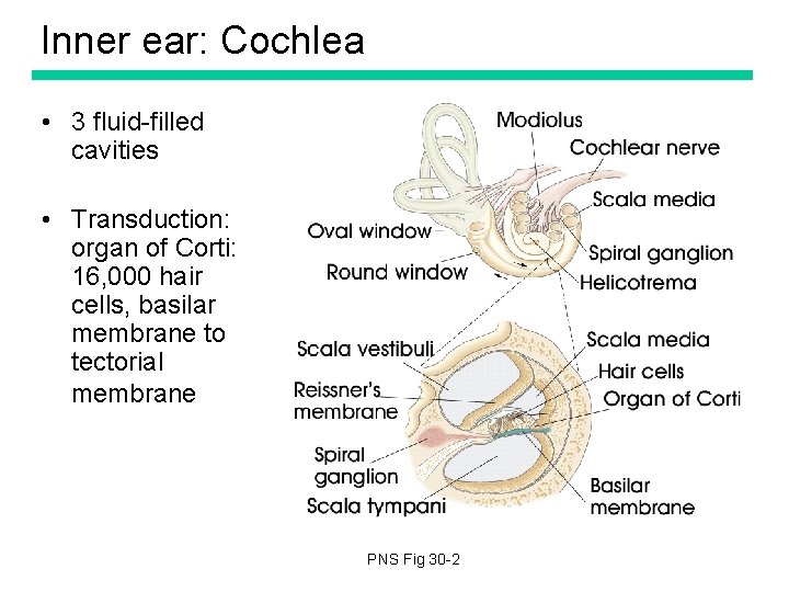 Inner ear: Cochlea • 3 fluid-filled cavities • Transduction: organ of Corti: 16, 000