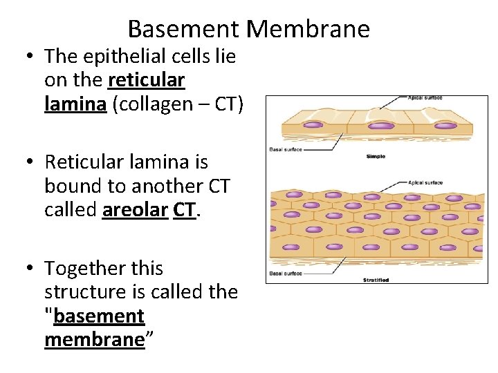Basement Membrane • The epithelial cells lie on the reticular lamina (collagen – CT)