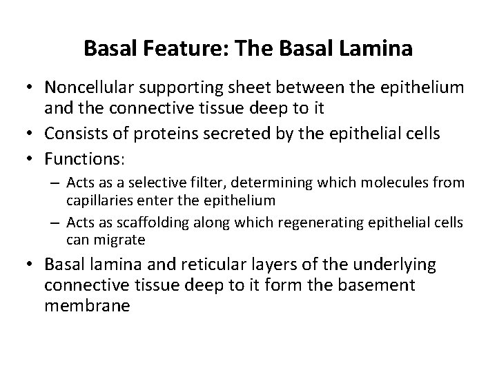 Basal Feature: The Basal Lamina • Noncellular supporting sheet between the epithelium and the