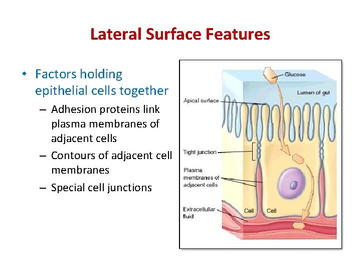 Lateral Surface Features • Factors holding epithelial cells together – Adhesion proteins link plasma