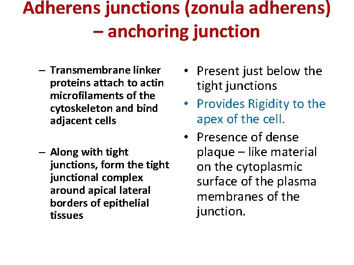 Adherens junctions (zonula adherens) – anchoring junction – Transmembrane linker proteins attach to actin
