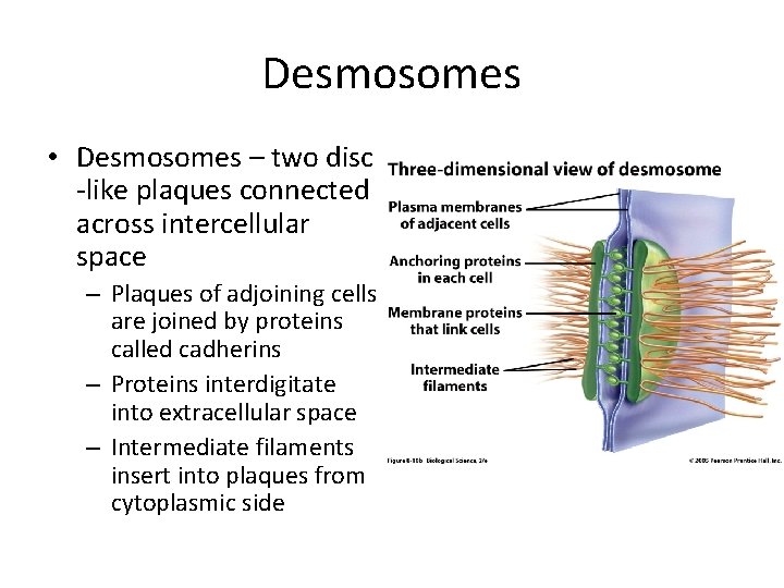 Desmosomes • Desmosomes – two disc -like plaques connected across intercellular space – Plaques